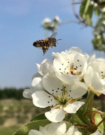 Maynard House Orchards
