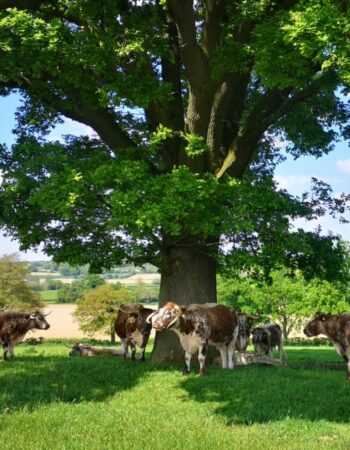 Colletts Farm Shop & Dairy